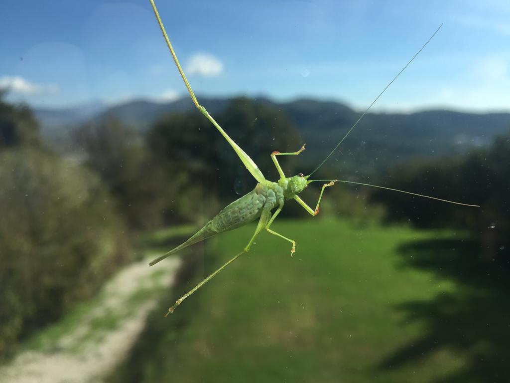 Agriturismo La Vecchia Quercia San Cipriano Picentino Экстерьер фото